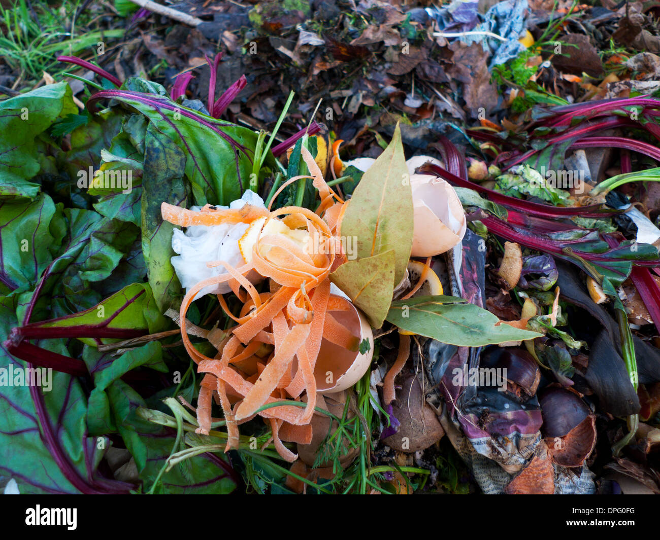 Déchets de légumes betteraves feuilles de carottes déchiquetées légumes dans UN bac À COMPOST tas de compost de jardin dans le pays de Galles Royaume-Uni KATHY DEWITT Banque D'Images