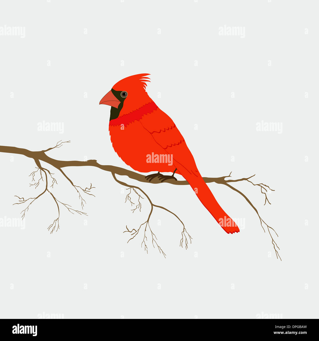 Le cardinal red bird isolated on branch Banque D'Images