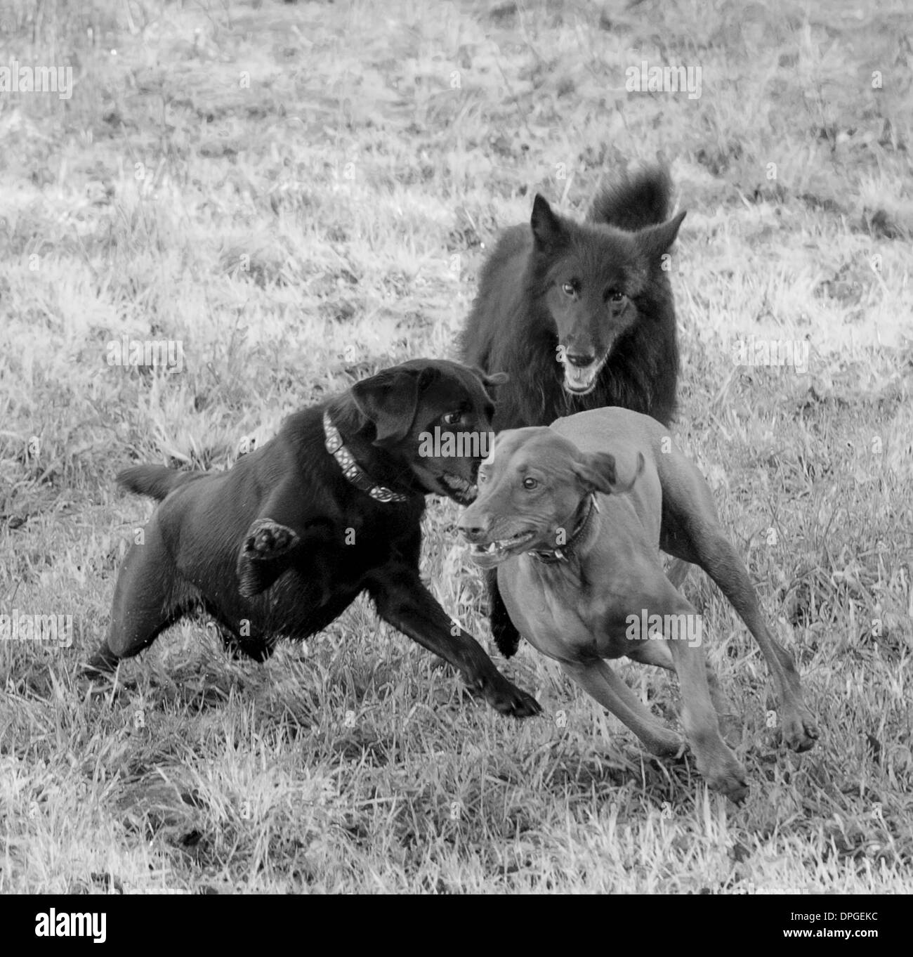 Un Berger Belge Groenendael Vizla hongrois, Labrador noir et jouer ensemble Banque D'Images