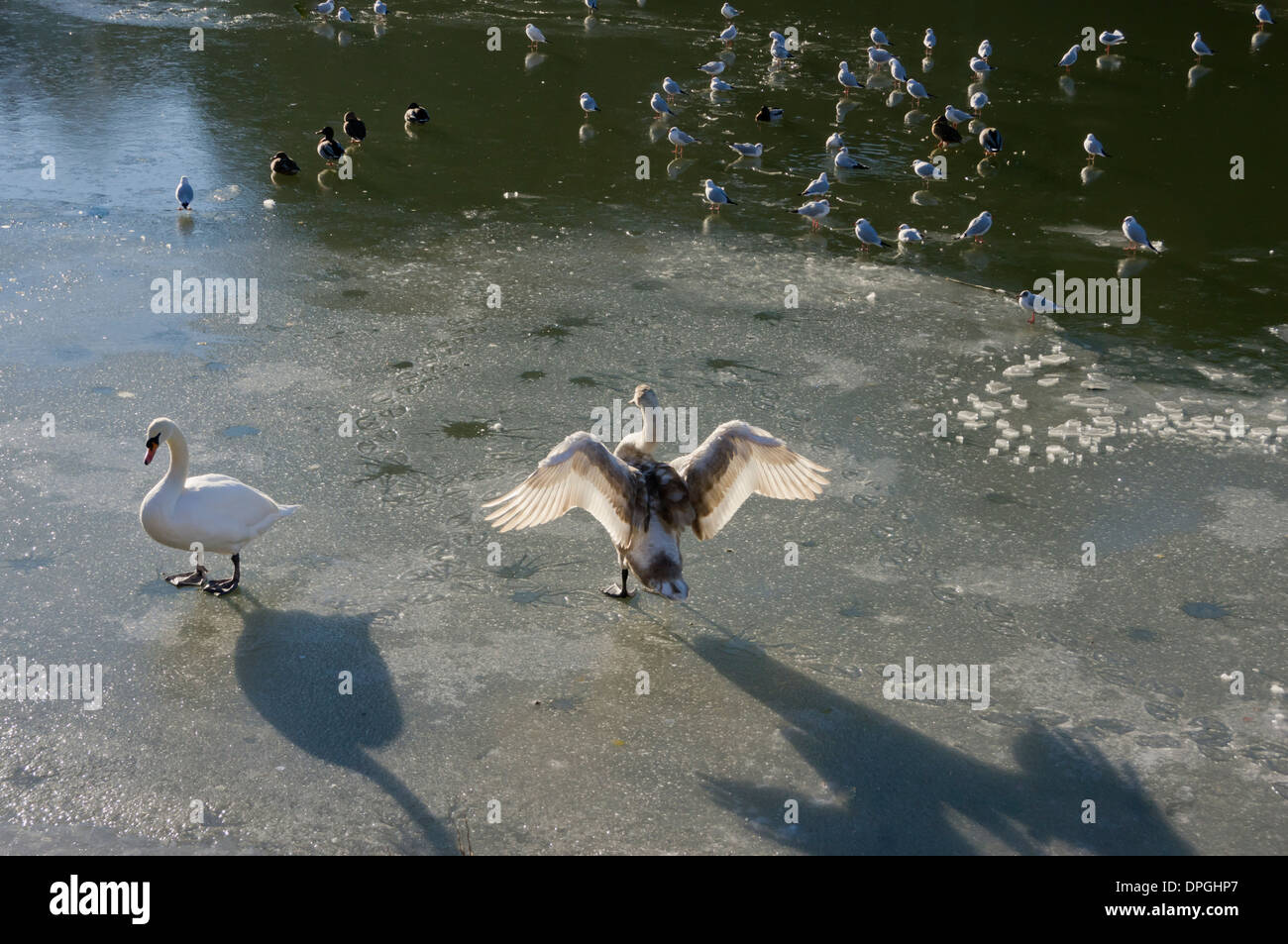 cygnes sur glace Banque D'Images