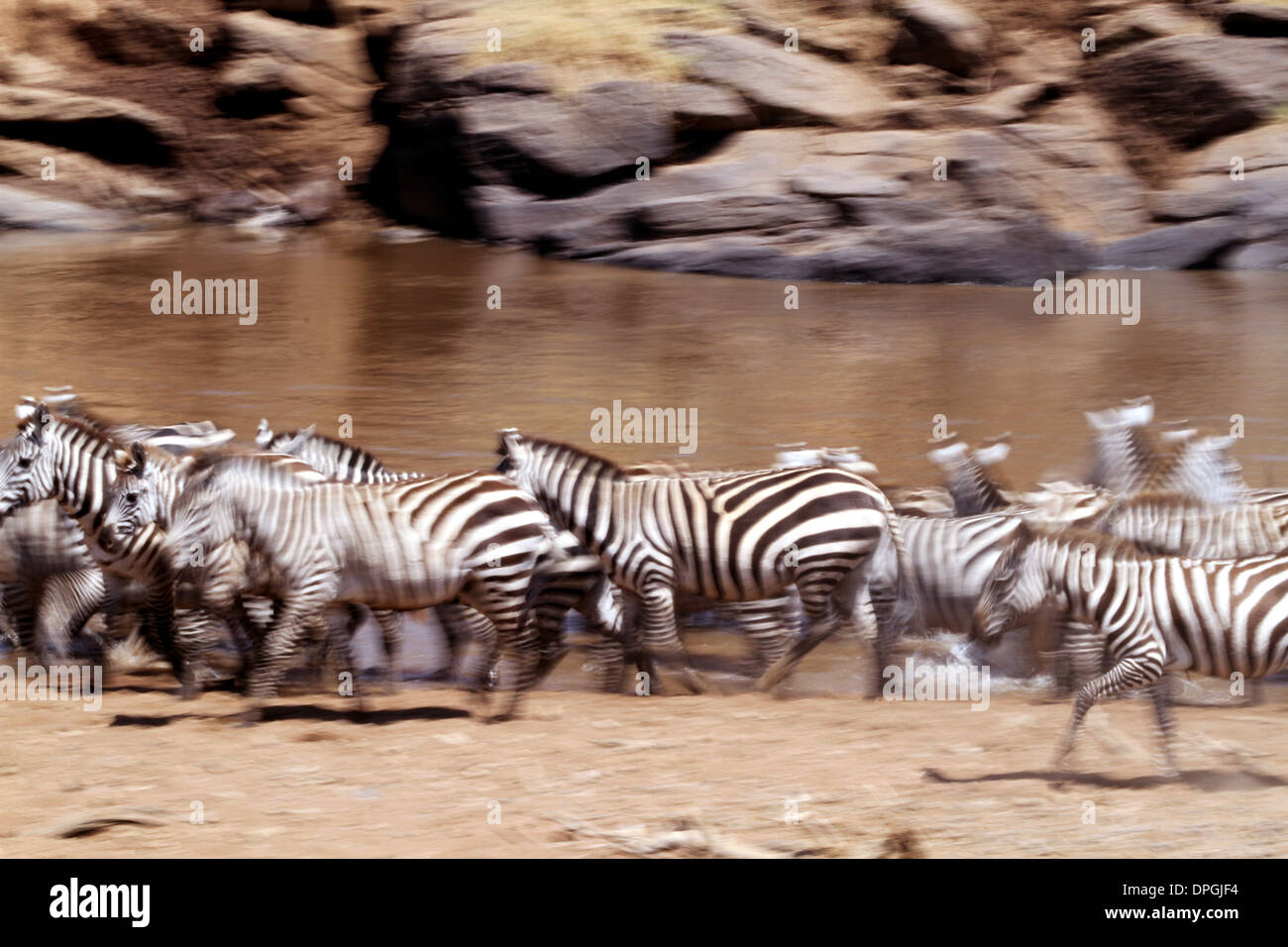 Zebra crossing la rivière Mara, Masai Mara, Kenya, Afrique, au cours de la grande migration annuelle. Banque D'Images