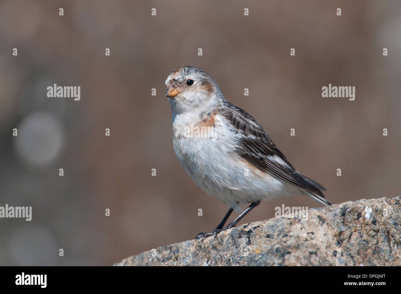 Bruant des neiges (Plectrophenax nivalis). En plumage d'été féminins, de recherche de nourriture dans les rochers sur la côte du Kent au cours de la migration. Banque D'Images