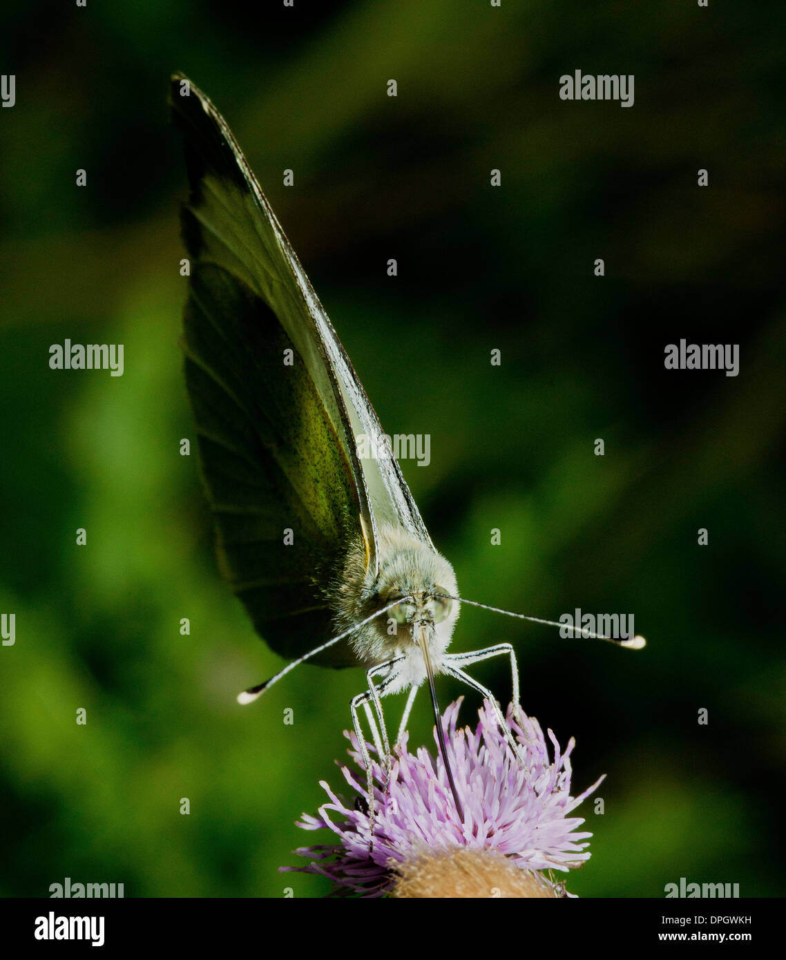 Un bois papillon blanc qui se nourrit d'une fleur de chardon, Leptidea sinapis Banque D'Images