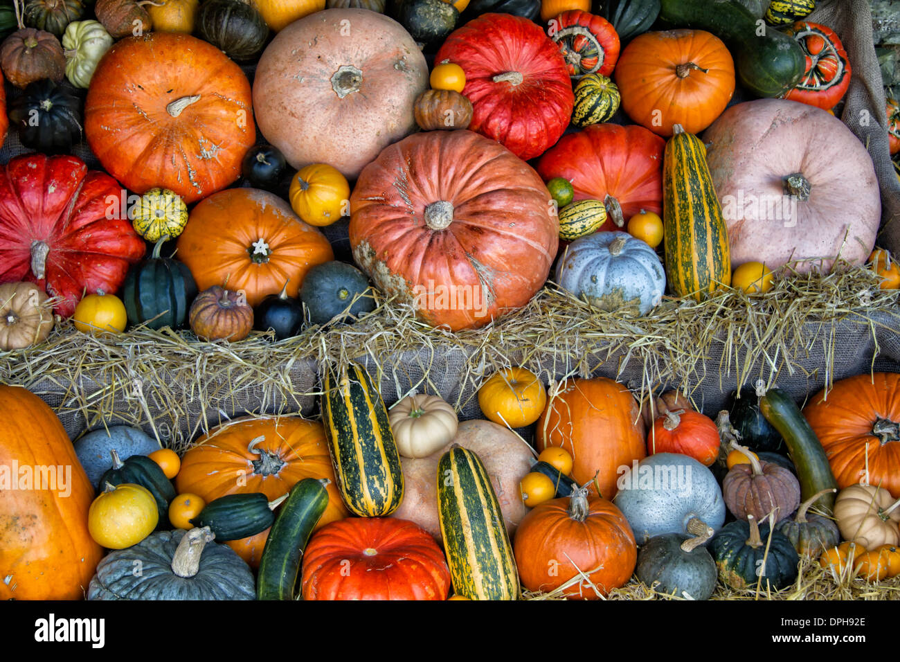 Affichage des citrouilles, courges, concombres, courges et citrouilles Banque D'Images