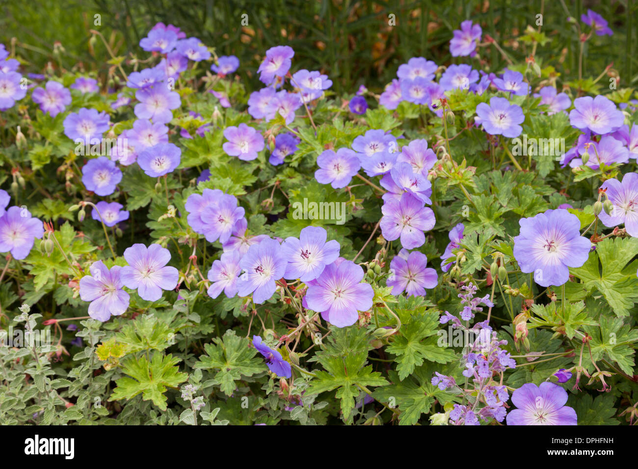 Géranium Geranium Rozanne Gerwat ou Bptanic à Auckland, Nouvelle-Zélande. Jardins Banque D'Images