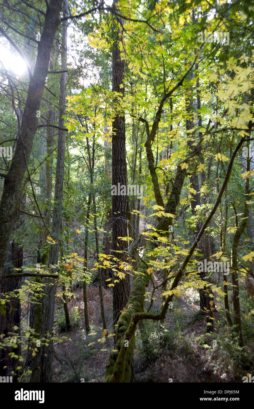 Bois forêt Montgomery dans le comté de Mendocino, en Californie Banque D'Images
