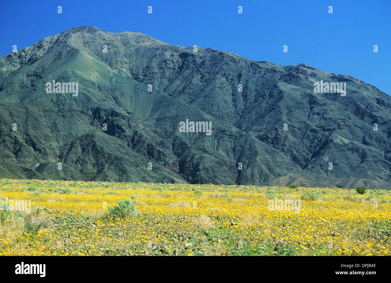 Elk248-1748 Californie, Death Valley National Park, printemps afficher de fleurs, tournesols du désert Banque D'Images