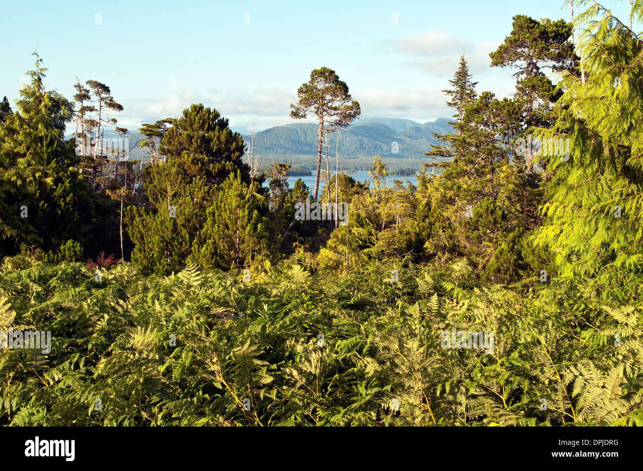 Une vue de la forêt du Grand Ours, vus de la périphérie de la ville de Bella Bella, en Colombie-Britannique, Canada. Banque D'Images