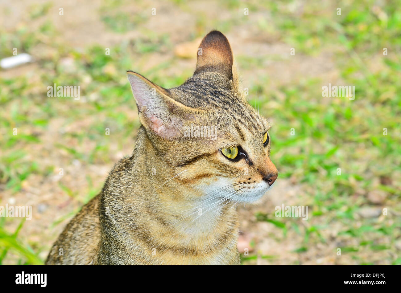 Recherche chat Bengal Banque D'Images