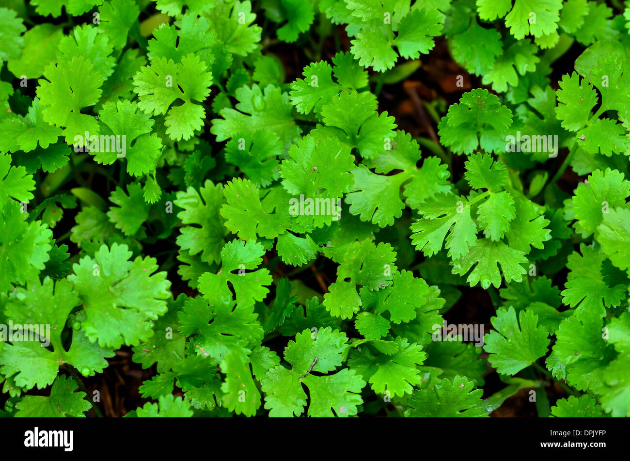 De plus en plus ferme à la coriandre Banque D'Images