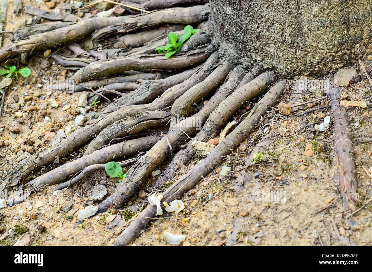 Les racines des arbres sur le terrain Banque D'Images