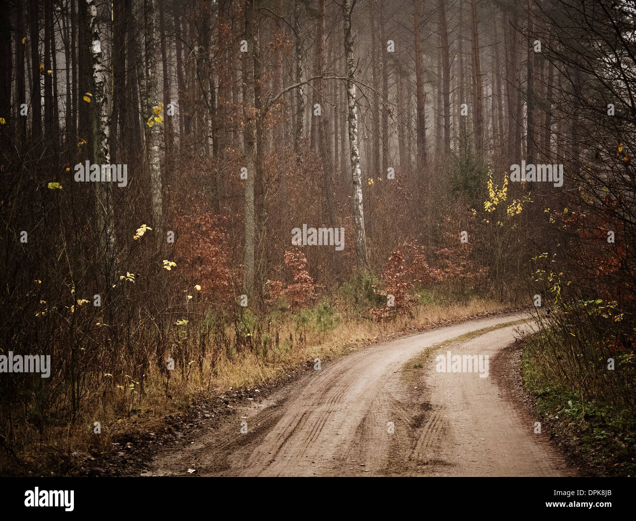 Location sport en forêt, cadre naturel dans la Mazurie, Pologne Banque D'Images