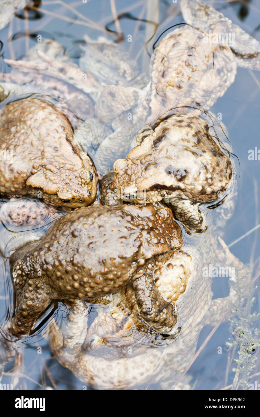 Beaucoup de grenouilles brunes l'accouplement dans l'eau Banque D'Images