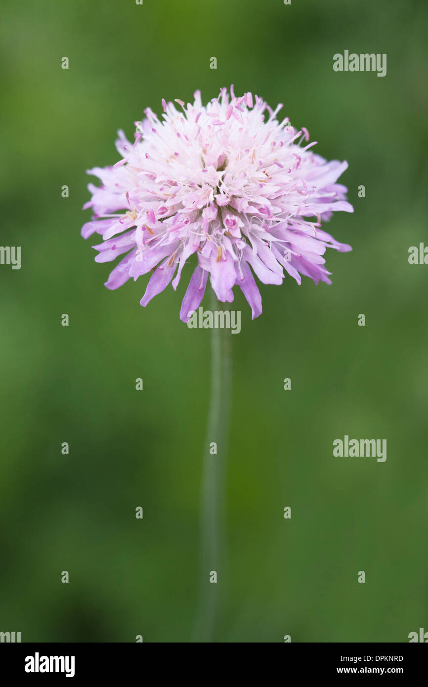 Field Scabious Flower avec une faible profondeur de champ et soft focus les pétales de la fleur Banque D'Images