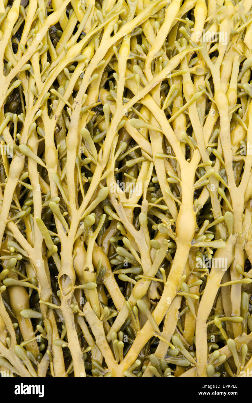 Close up de nodules d'oeufs de noué des algues en rack. Banque D'Images