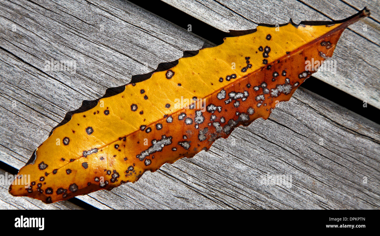Une vieille feuille en décomposition d'un sentier de la Nouvelle-Zélande Banque D'Images