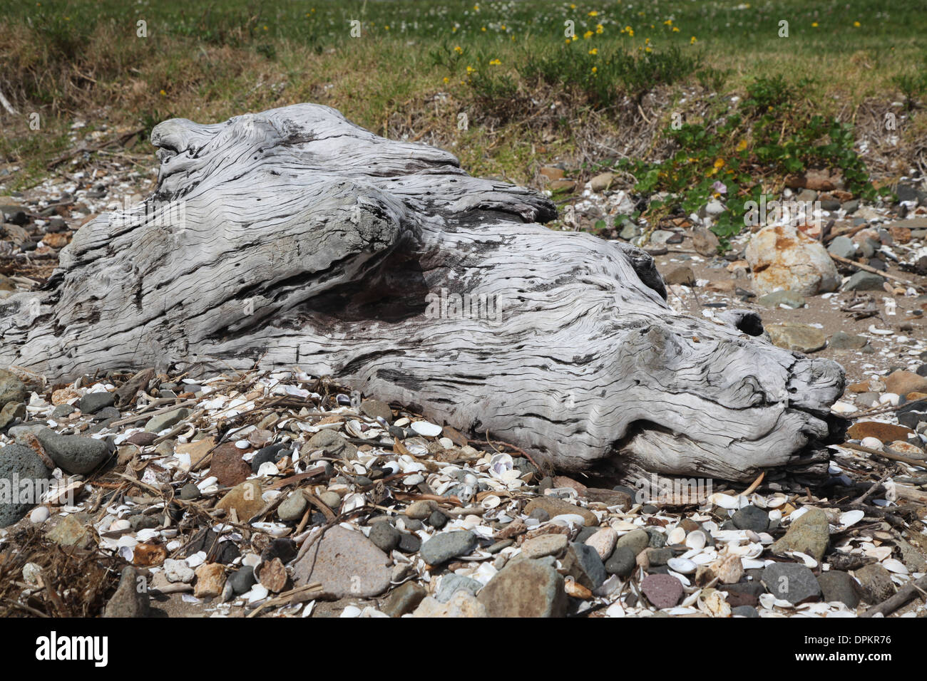 Parfois vous voyez une forme ou l'objet sur la plage - cela m'a rappelé d'une tête de dragon de mer ou d'un cheval pur-sang Banque D'Images