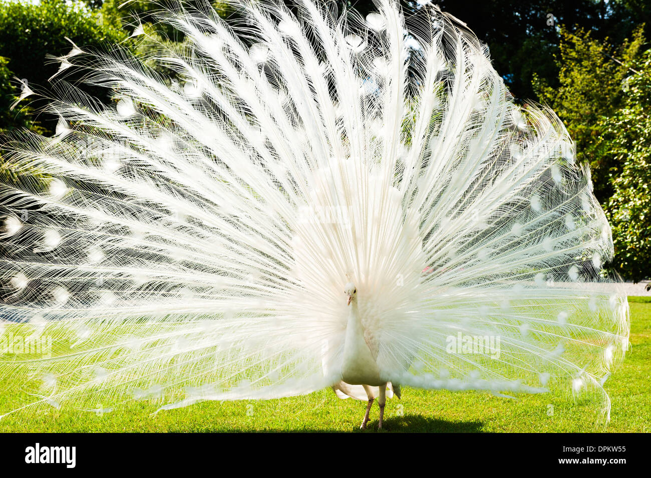 Paon blanc Banque D'Images