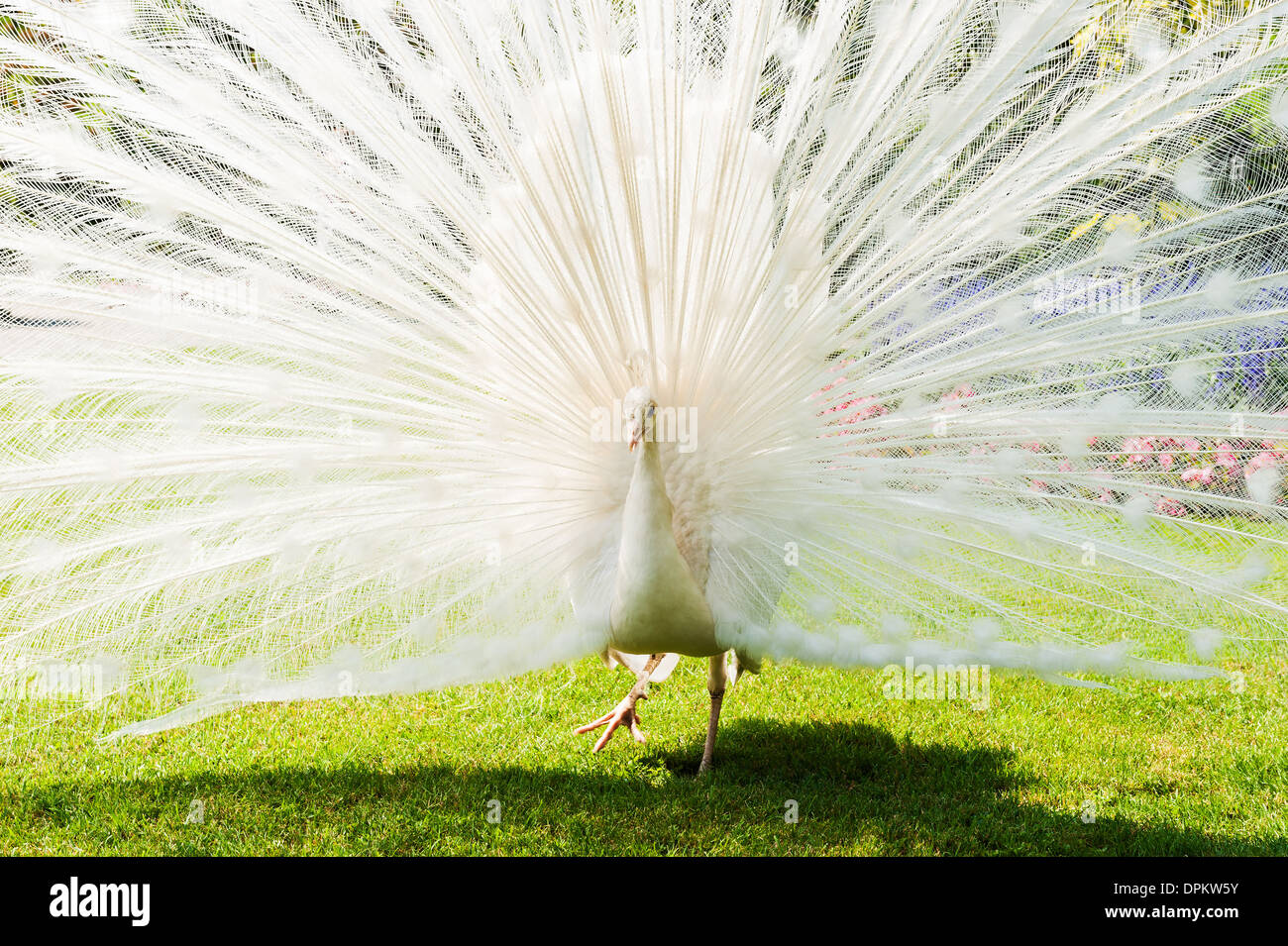 Paon blanc Banque D'Images