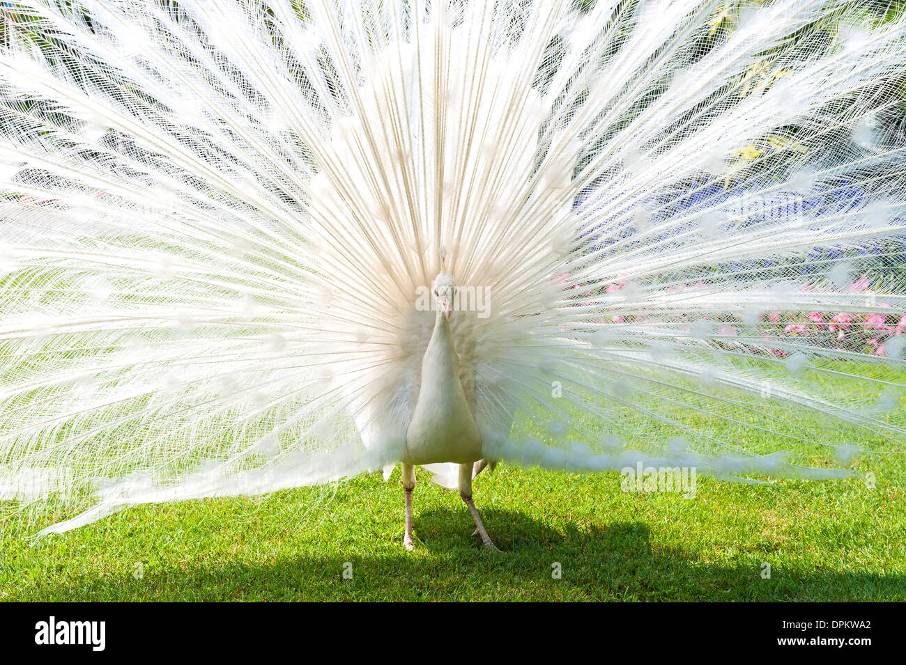 Paon blanc Banque D'Images