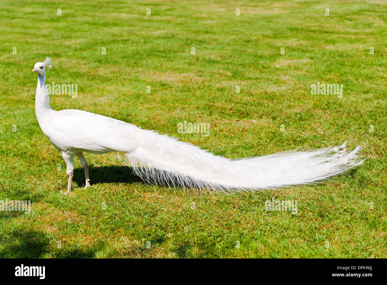 Paon blanc Banque D'Images