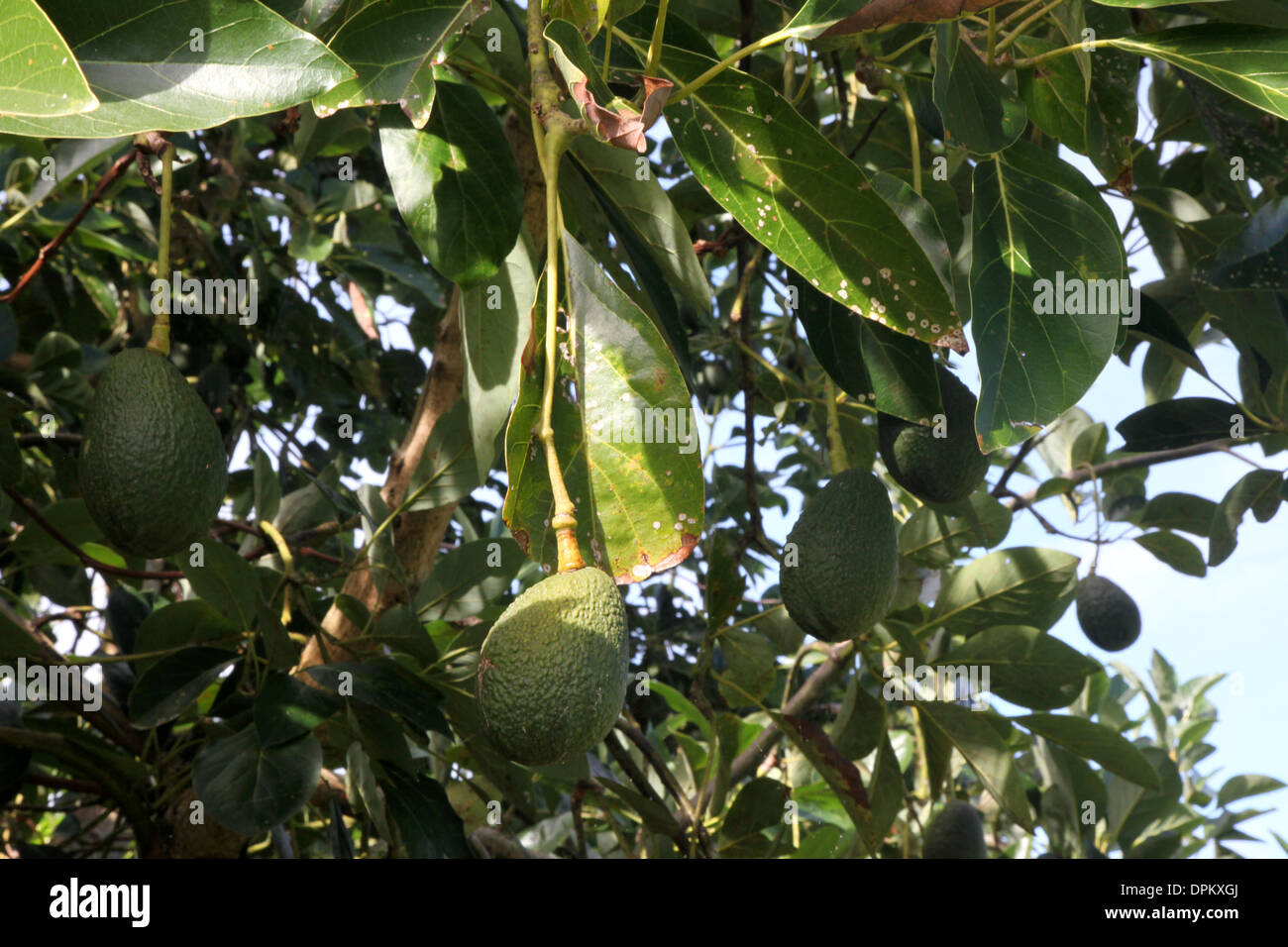 Une récolte pleine de vert avocat mûr de fruits sur un arbre à Hawaï Banque D'Images