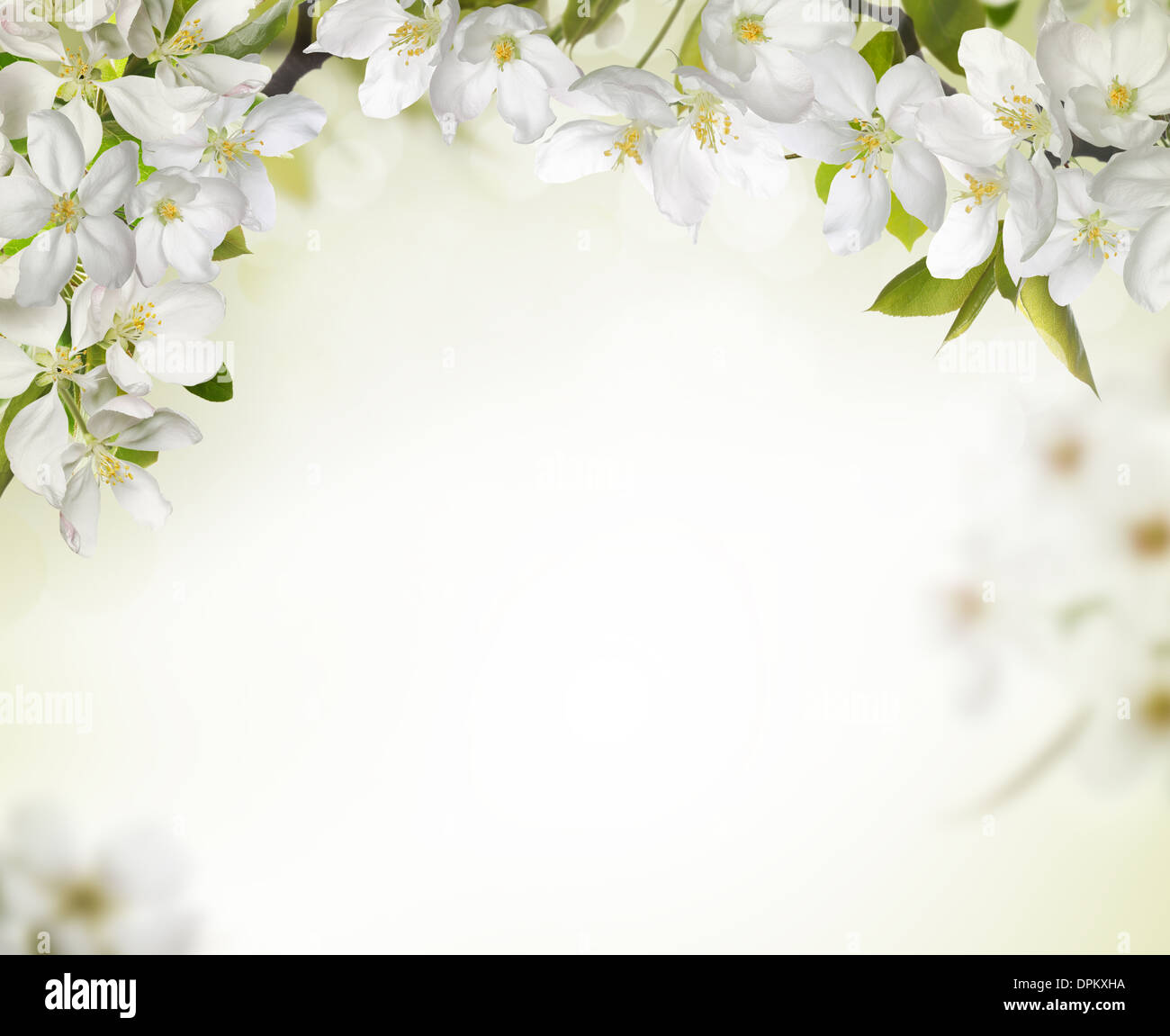 Printemps fleur de cerisier d'artifices,copie de l'espace pour votre texte. Banque D'Images