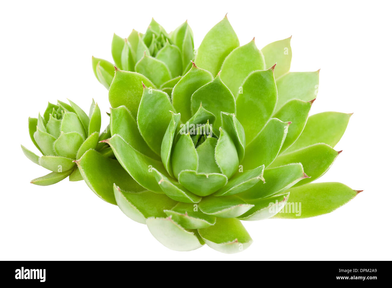 Succulent Plant isolated on white Banque D'Images