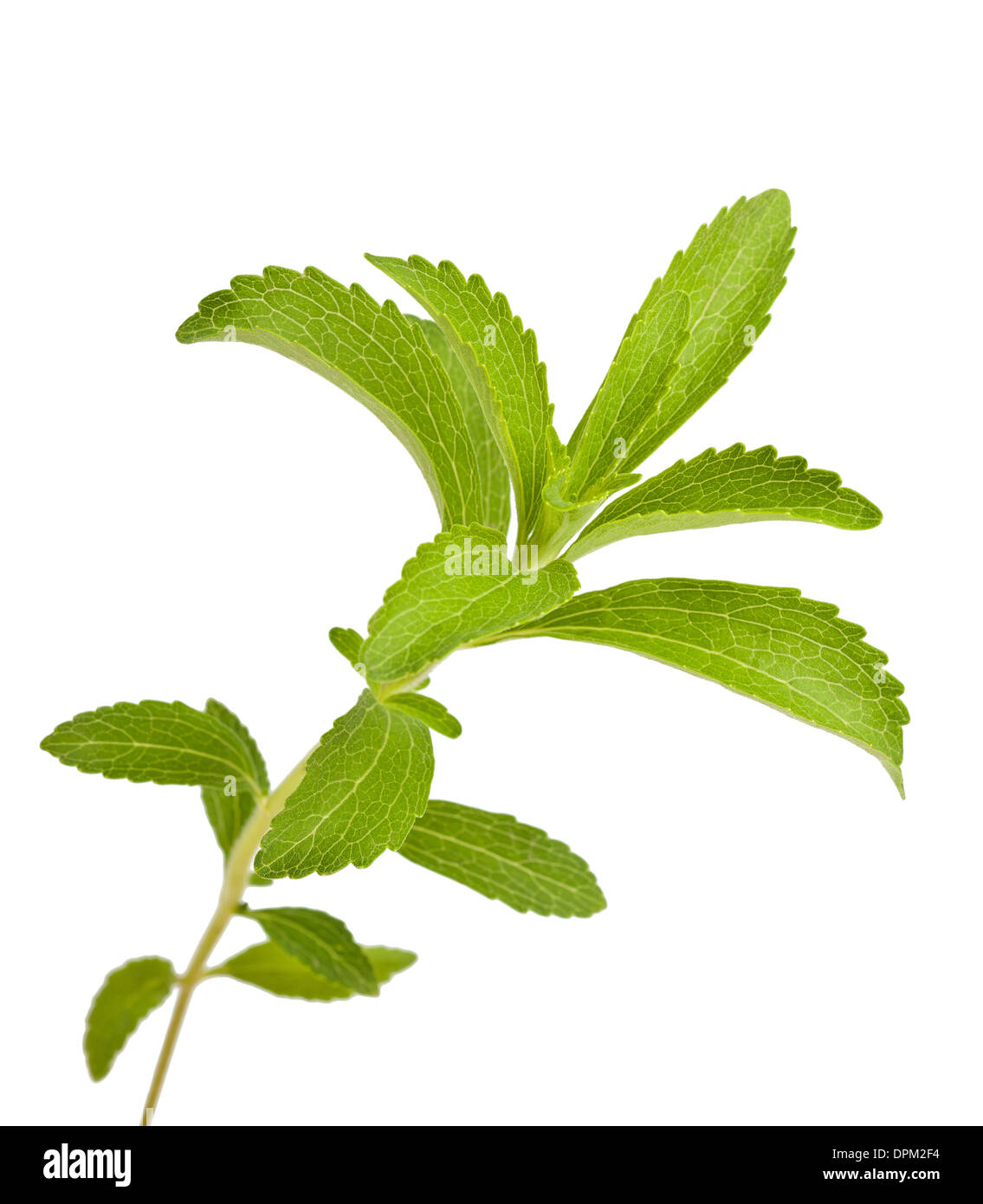 Les feuilles de stevia rebaudiana isolated on white Banque D'Images