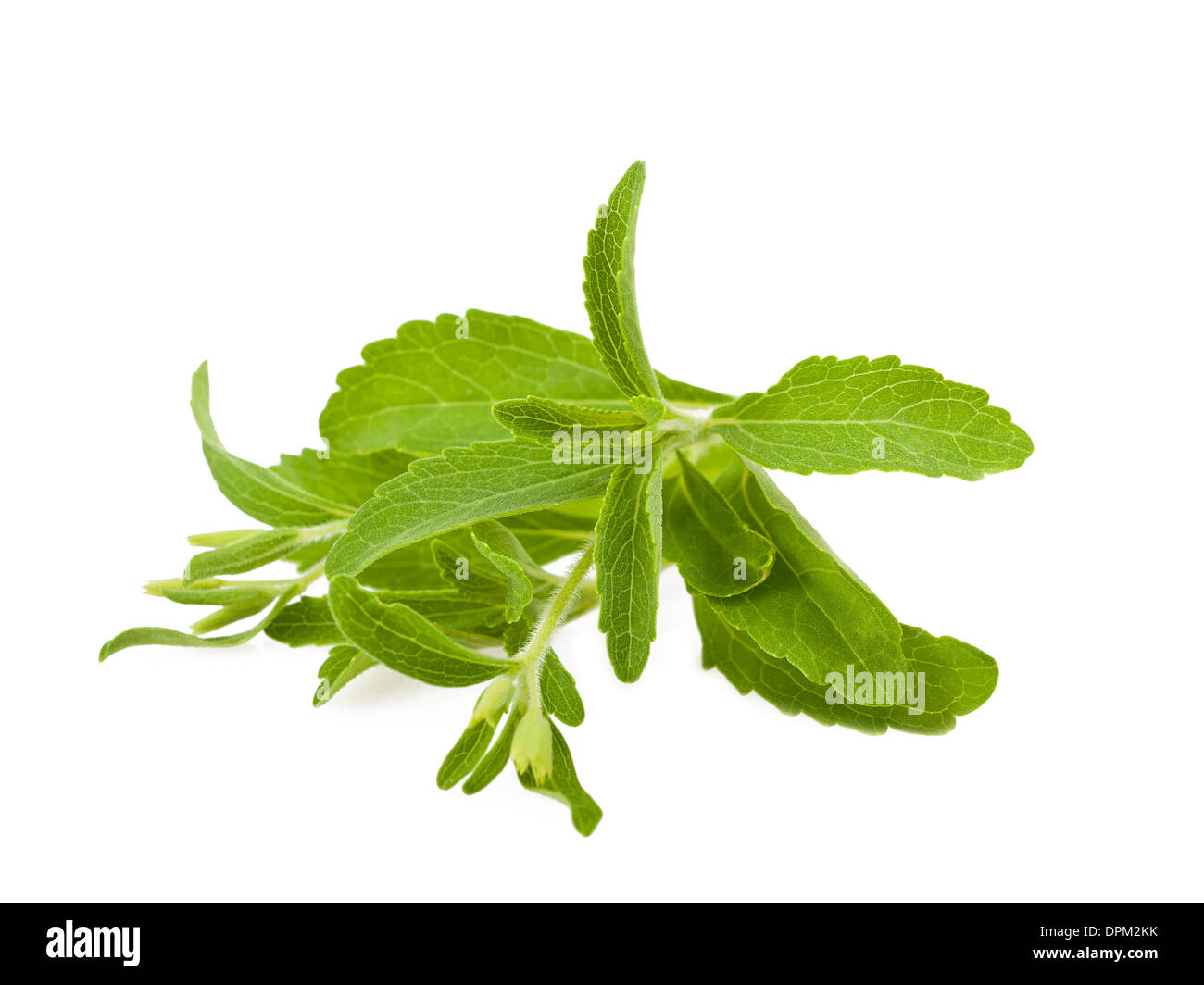 Les feuilles de stevia rebaudiana isolated on white Banque D'Images