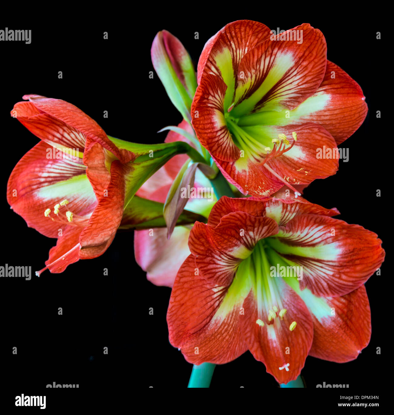 Bouquet de fleurs rouge vif Hippeastrum sur fond noir Banque D'Images