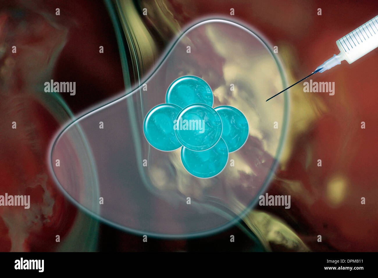 Injection seringue ovule in vitro fertilisation Banque D'Images