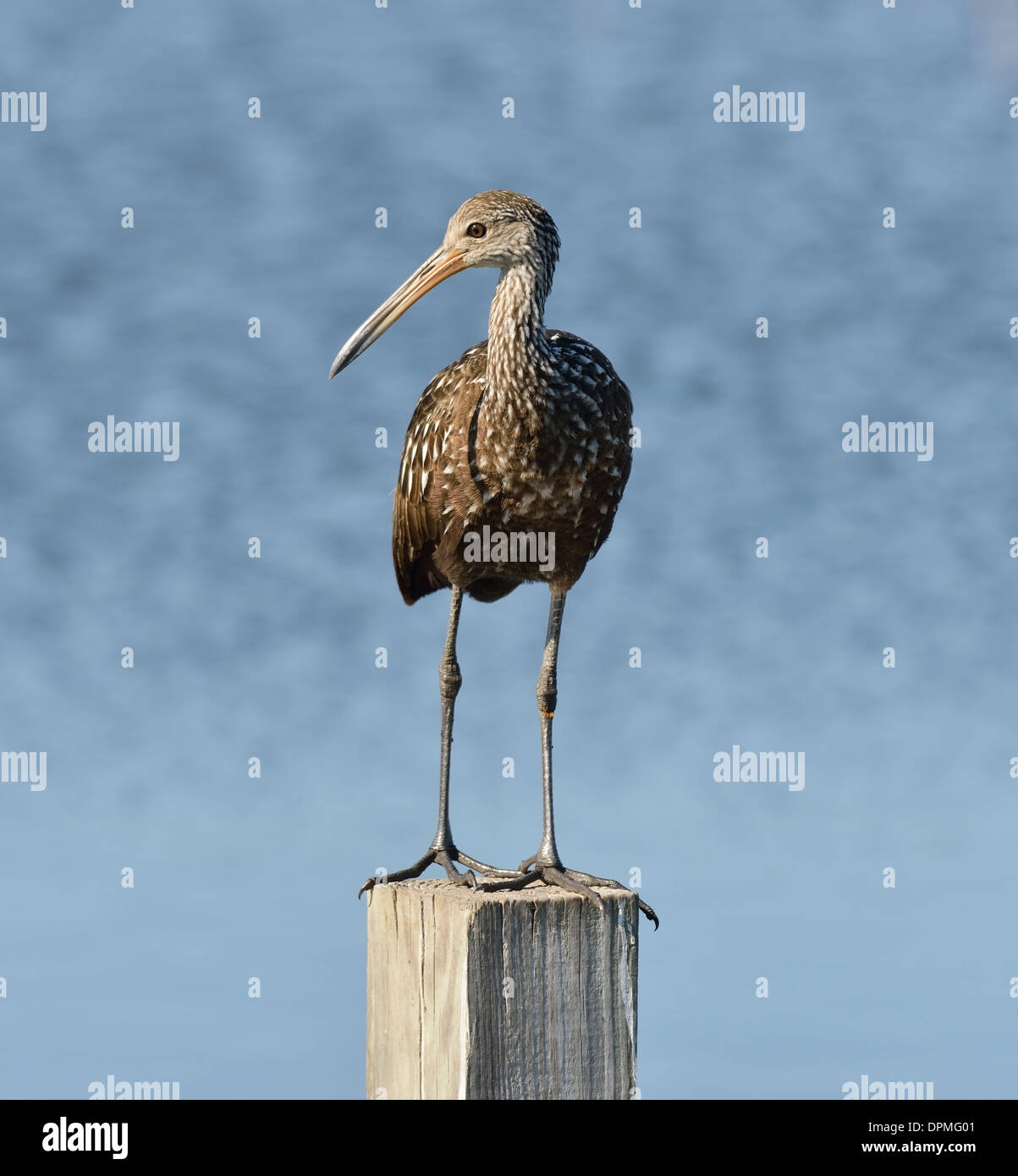 Limpkin Bird Perching On A Log Banque D'Images