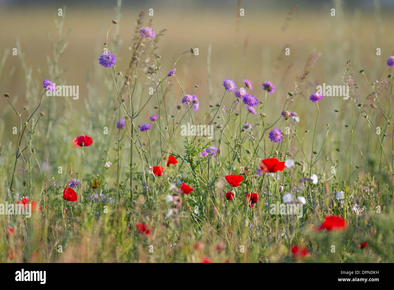 Fleurs d'été fleurs coquelicots pavot blumenwiese Mohnblumen meadow Banque D'Images