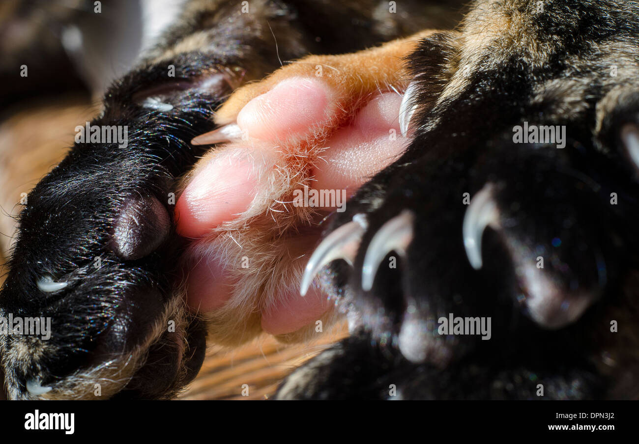 Gros plan d'une des pattes du chat. Banque D'Images