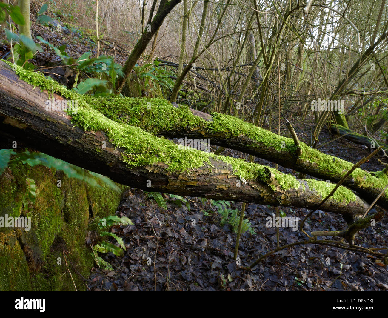 Feuillage vert vif et d'arbres couverts de mousse avec mur de pierre dans Cheshire UK Banque D'Images