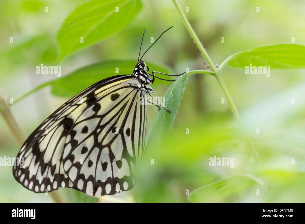 Libre d'un grand arbre nymphe (ou de papier ou papier de riz) Cerf-volant papillon sur une plante Banque D'Images