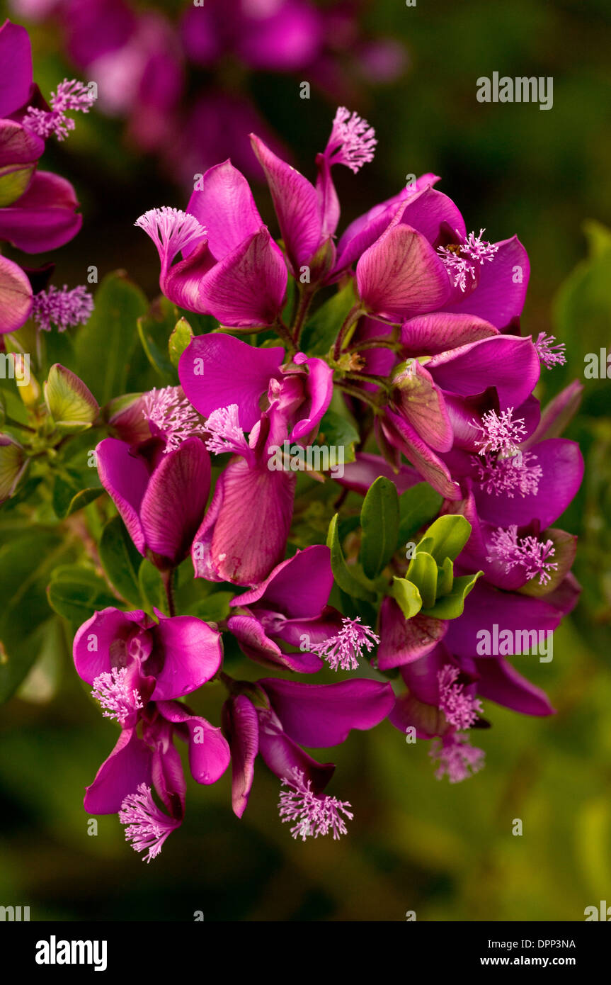 Pois / Bush à feuilles de myrte Polygala myrtifolia polygale amer, en fleurs, en culture en Sardaigne. De l'ouest de l'Afrique du Sud. Banque D'Images