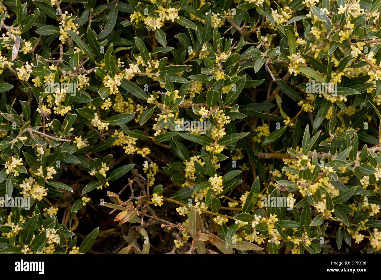 À feuilles étroites, Phillyrea Phillyrea angustifolia en fleur. Arbuste  méditerranéen à feuilles persistantes, la Sardaigne Photo Stock - Alamy