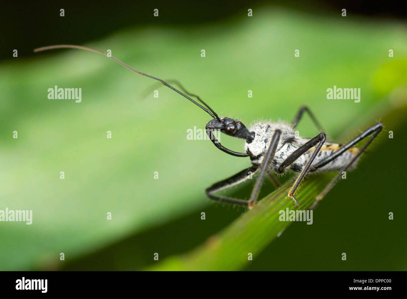 Reduviidae assassin bug. Banque D'Images