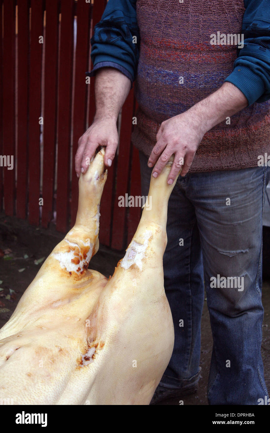 20 décembre 2008, - Roumanie - Un homme est titulaire d'un des sabots de porc après l'abattage du porc à leur accueil dans un village roumain rural dans le cadre de leur rituel chaque année, quelques jours avant Noël. Le Ministère roumain de l'Agriculture et du développement rural s'attend à ce que 2,5 à 0,8 millions de porcs seront abattus en Roumanie cette saison de vacances, contre 2,13 millions l'année dernière à la même période. Tout en Eur Banque D'Images