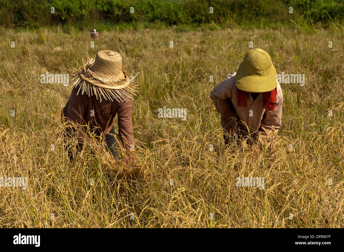Groupe des travailleurs féminins de la récolte du riz, Battambang, Cambodge Banque D'Images