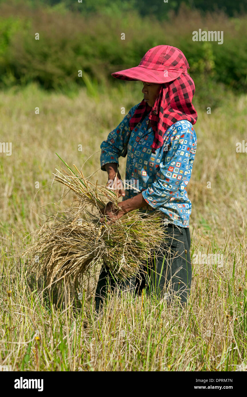 Femme travailleur rural au moment de la récolte sur un champ de riz, Battambang, Cambodge Banque D'Images
