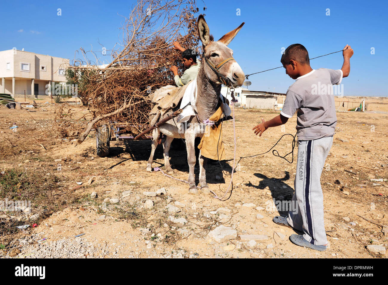 Nov 25, 2008 - Rahat, Israël - la collecte de brosse sur âne pour les incendies. En Israël, des dizaines de milliers de Bédouins arabes craignent que le gouvernement israélien veut s'approprier des terres qu'ils disent leur appartient et de mettre fin à leur mode de vie nomade traditionnel. Les Bédouins arabes israéliens sont 160 000 citoyens israéliens, qui vivent dans ce qu'on appelle des "villages non reconnus" qui n'apparaissent pas sur toute ma Banque D'Images