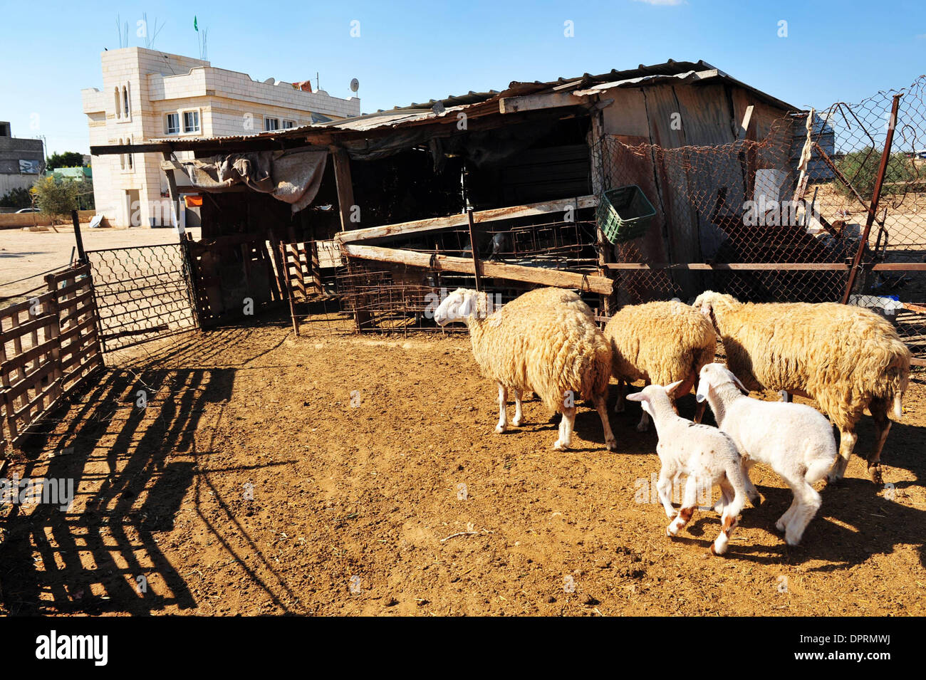 Nov 25, 2008 - Rahat, Israël - moutons à la ferme. En Israël, des dizaines de milliers de Bédouins arabes craignent que le gouvernement israélien veut s'approprier des terres qu'ils disent leur appartient et de mettre fin à leur mode de vie nomade traditionnel. Les Bédouins arabes israéliens sont 160 000 citoyens israéliens, qui vivent dans ce qu'on appelle des "villages non reconnus" qui n'apparaissent pas sur les cartes de base et n'obtenez pas Banque D'Images