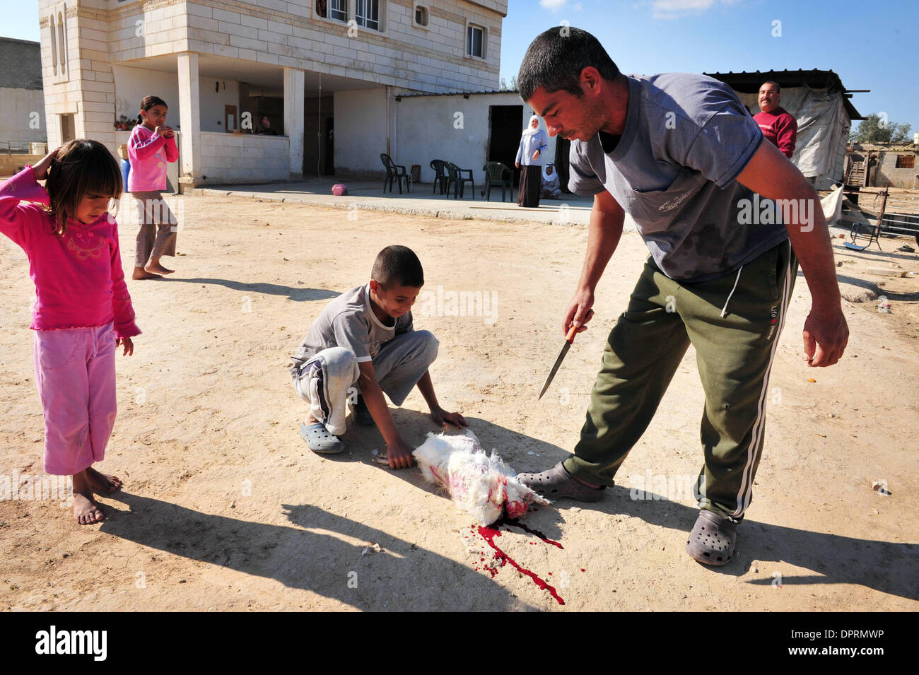 Nov 25, 2008 - Rahat, Israël - Les poulets sont pris pour le plaisir et le dîner. En Israël, des dizaines de milliers de Bédouins arabes craignent que le gouvernement israélien veut s'approprier des terres qu'ils disent leur appartient et de mettre fin à leur mode de vie nomade traditionnel. Les Bédouins arabes israéliens sont 160 000 citoyens israéliens, qui vivent dans ce qu'on appelle des "villages non reconnus" qui n'apparaissent pas sur n'importe quel Banque D'Images