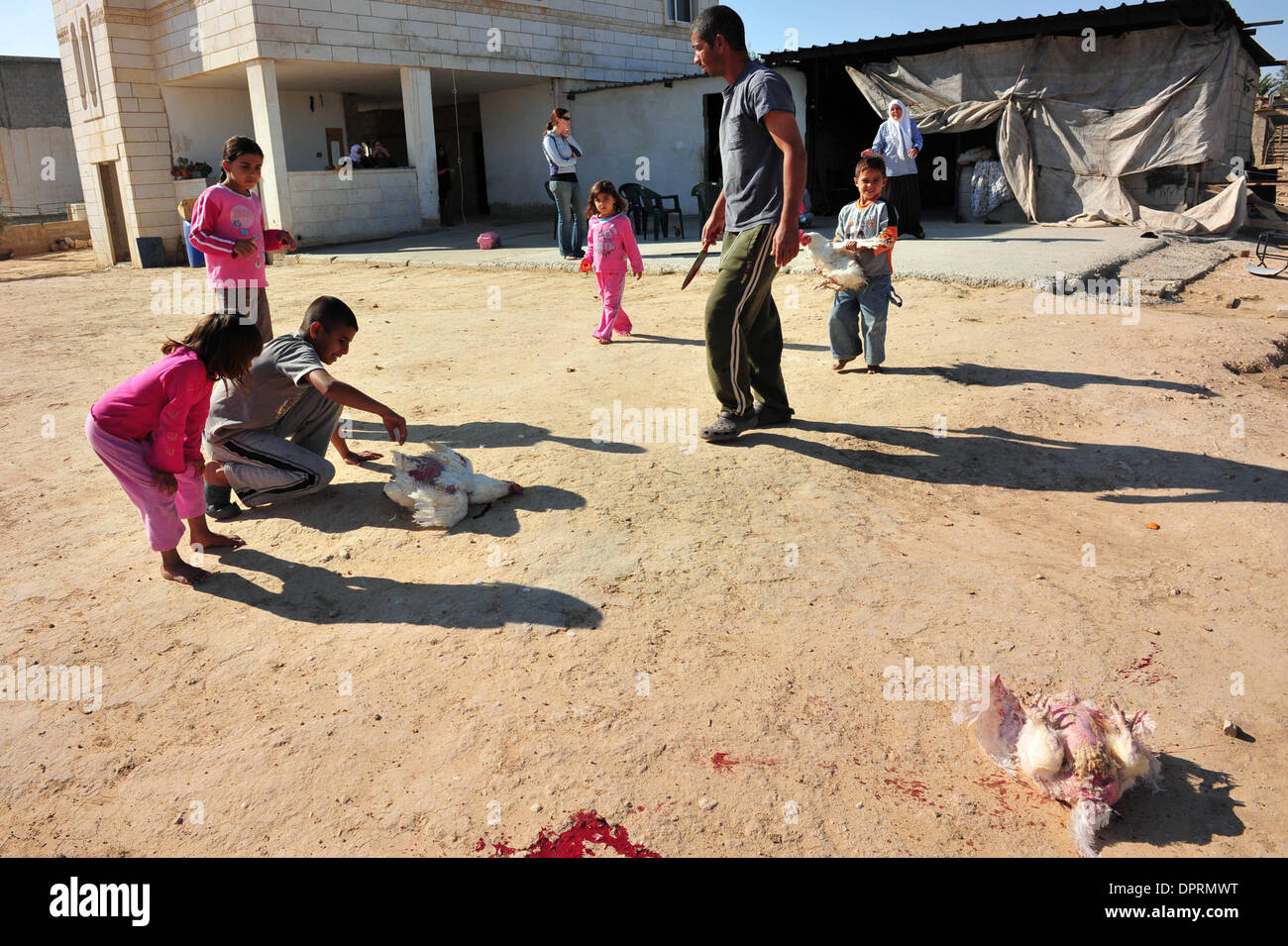 Nov 25, 2008 - Rahat, Israël - Les poulets sont pris pour le plaisir et le dîner. En Israël, des dizaines de milliers de Bédouins arabes craignent que le gouvernement israélien veut s'approprier des terres qu'ils disent leur appartient et de mettre fin à leur mode de vie nomade traditionnel. Les Bédouins arabes israéliens sont 160 000 citoyens israéliens, qui vivent dans ce qu'on appelle des "villages non reconnus" qui n'apparaissent pas sur n'importe quel Banque D'Images