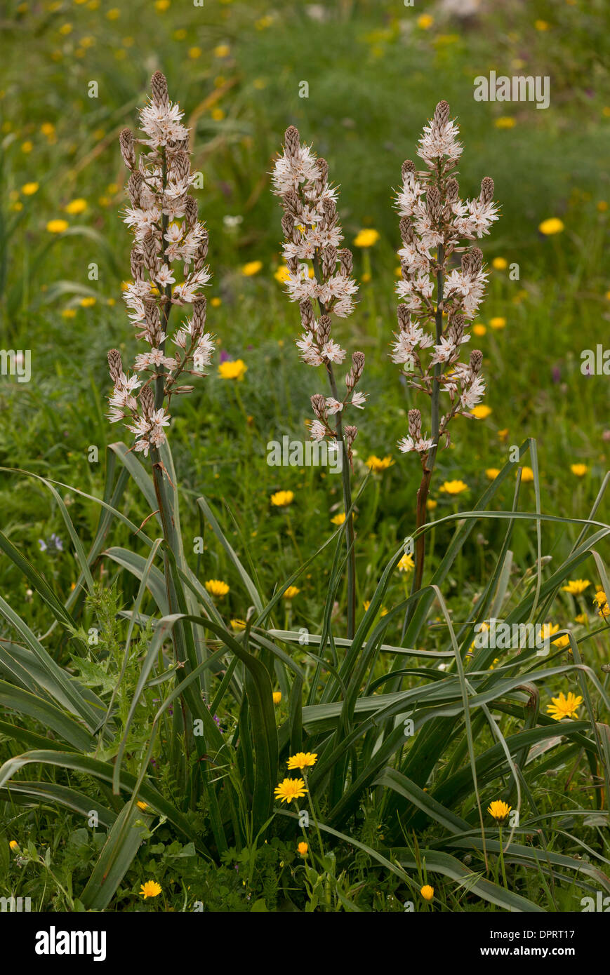 Asphodèle ramifié Asphodelus ramosus en fleurs, dans les collines de la Sardaigne. Banque D'Images
