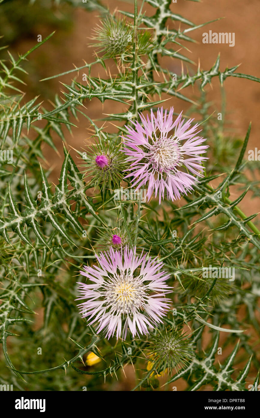 Le chardon pourpre, Galactites tomentosa en fleur. Banque D'Images
