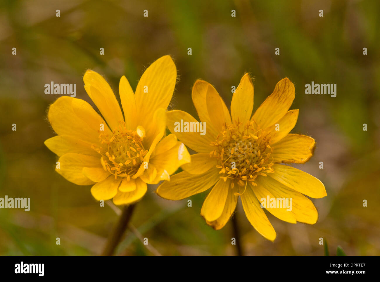 Anémone Anémone jaune ou palmées, Anemone palmata, sauvage en Sardaigne. Banque D'Images
